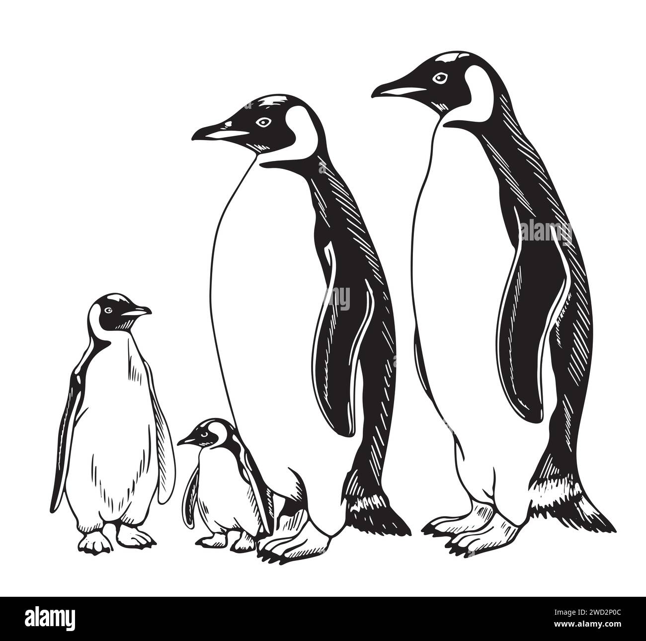 Penguin. Outline drawing. Graphics for web design. Black and white logo. Close-up. Marine theme. It can be used for fridge magnets, magazines, stamps, stickers, liners. Stock Vector
