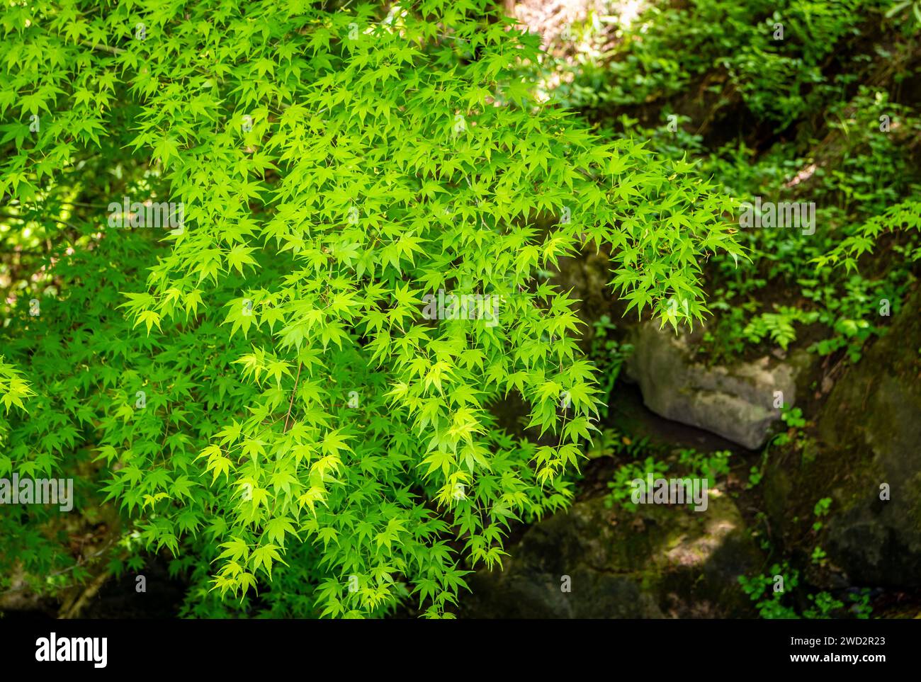 spring coloured fresh green Leaves of Acer Palmatum, Japanese Maple tree Stock Photo