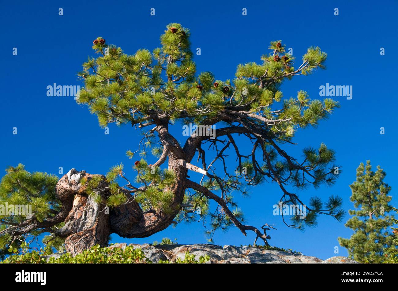 Jeffrey pine (Pinus jeffreyi) at Fresno Dome, Sierra Vista National ...