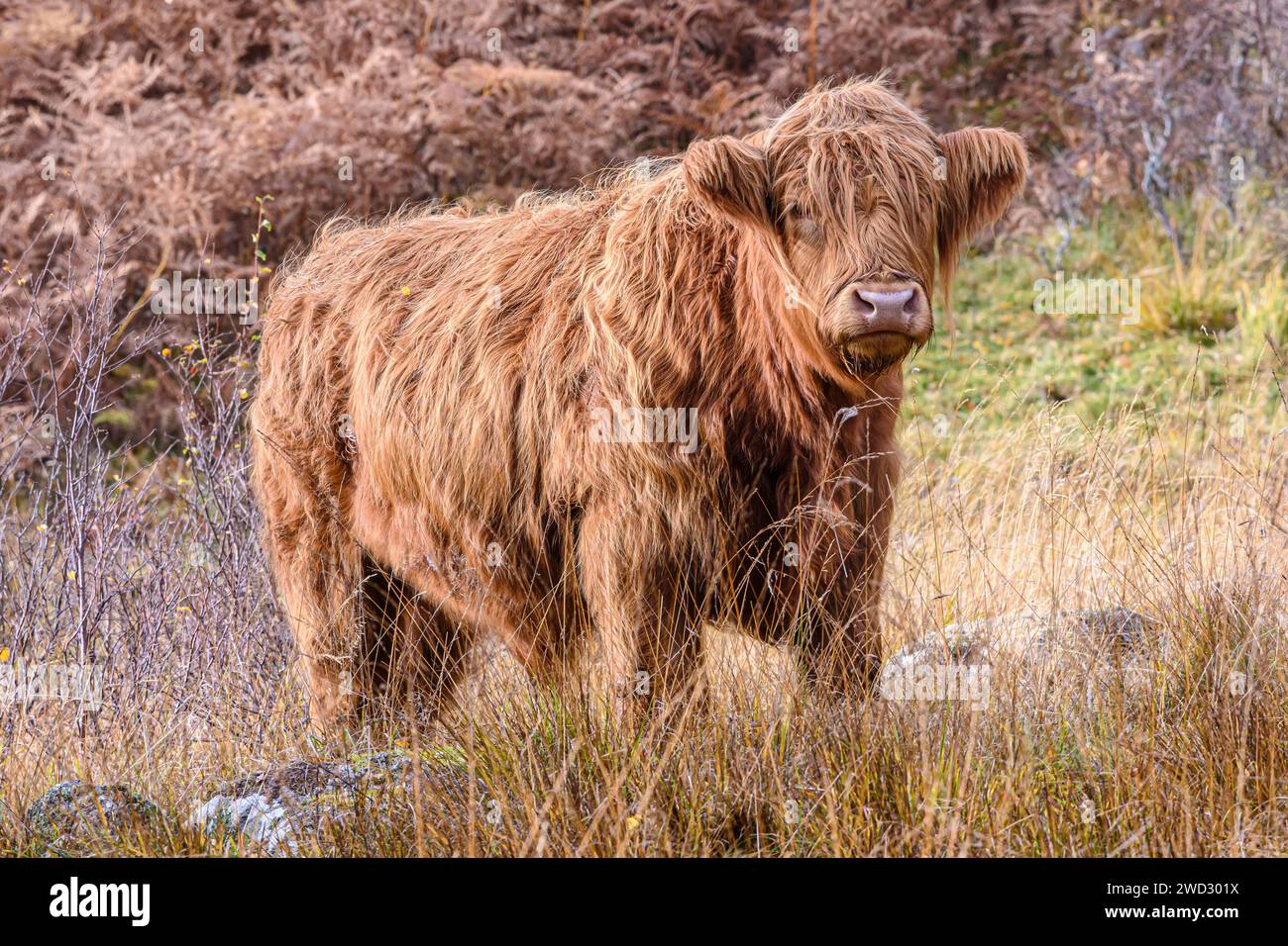 Highland cow Bos taurus taurus, standing on edge of hillside in grasses looking eyes to camera, sunlit, Cairngorm National park, Scotland, October, Stock Photo