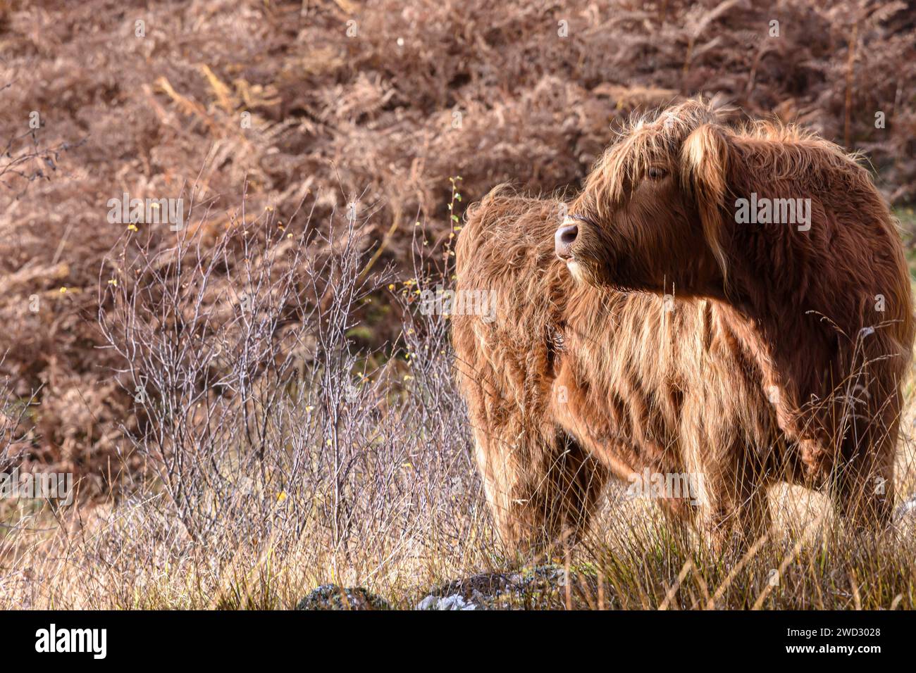 Highland cow Bos taurus taurus, standing on edge of hillside in grasses looking to the right, sunlit, Cairngorm National park, Scotland, October, Stock Photo