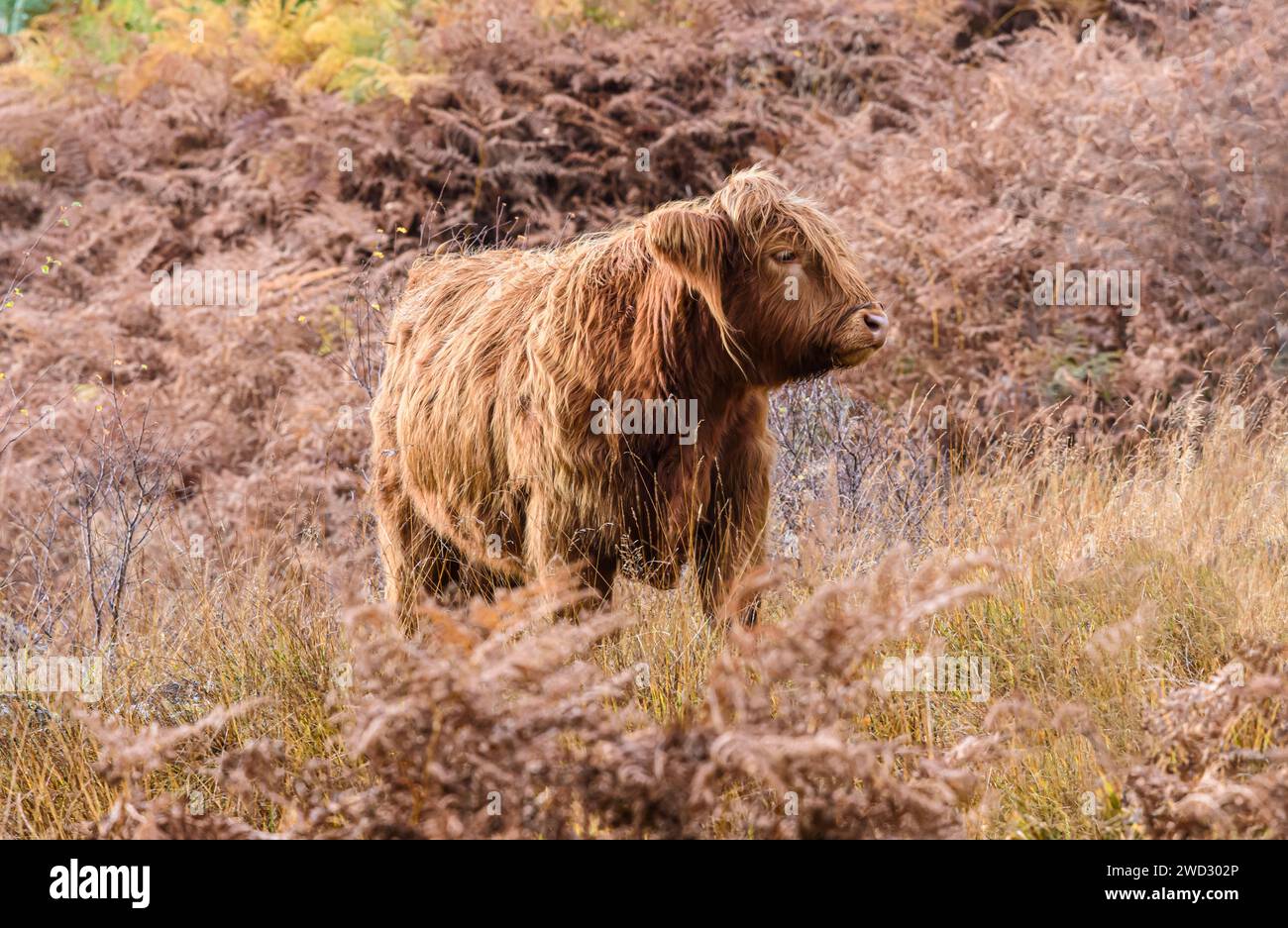 Highland cow Bos taurus taurus, standing on edge of hillside in grasses looking to the left, sunlit, Cairngorm National park, Scotland, October, Stock Photo