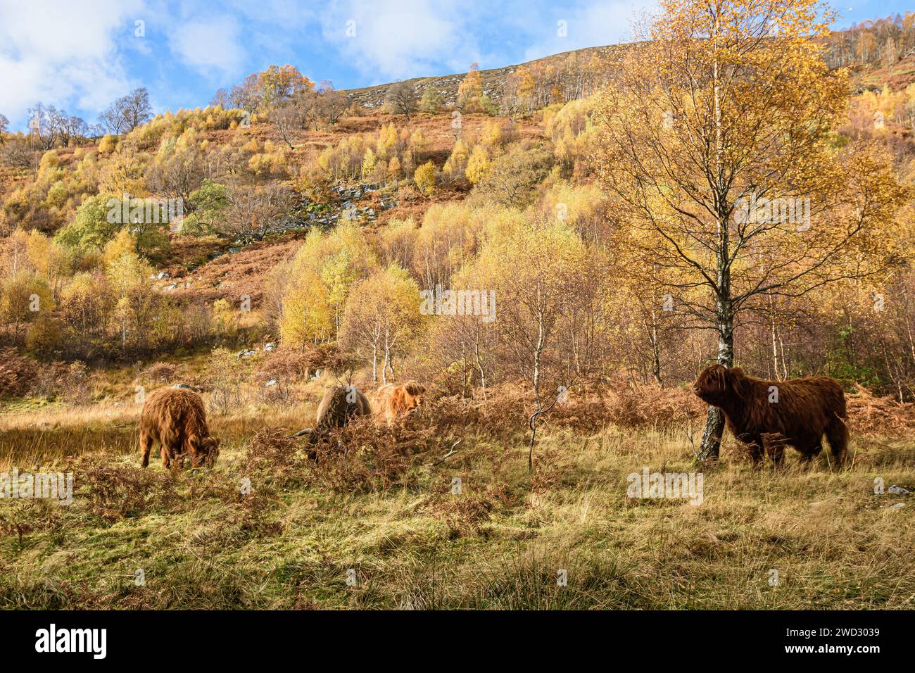 View along a rocky hillside wooded with Birch trees Betula, & four Highland cattle feeding at the base in bracken & grassland, all illuminated with su Stock Photo
