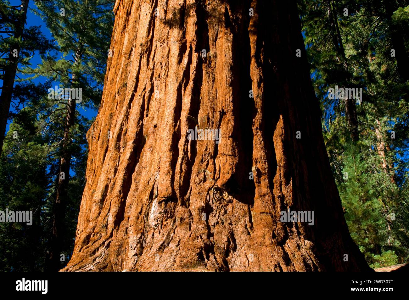 General Grant Tree, Kings Canyon National Park, California Stock Photo