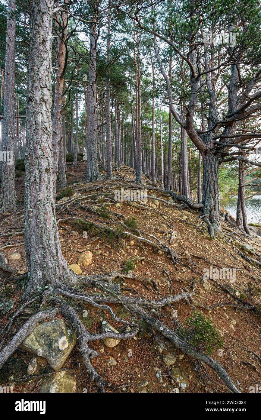 PIne trees showing where the Loch waters & rain  have risen & washed away the soil beneath the roots despite being on a higher level. Loch an eilean R Stock Photo