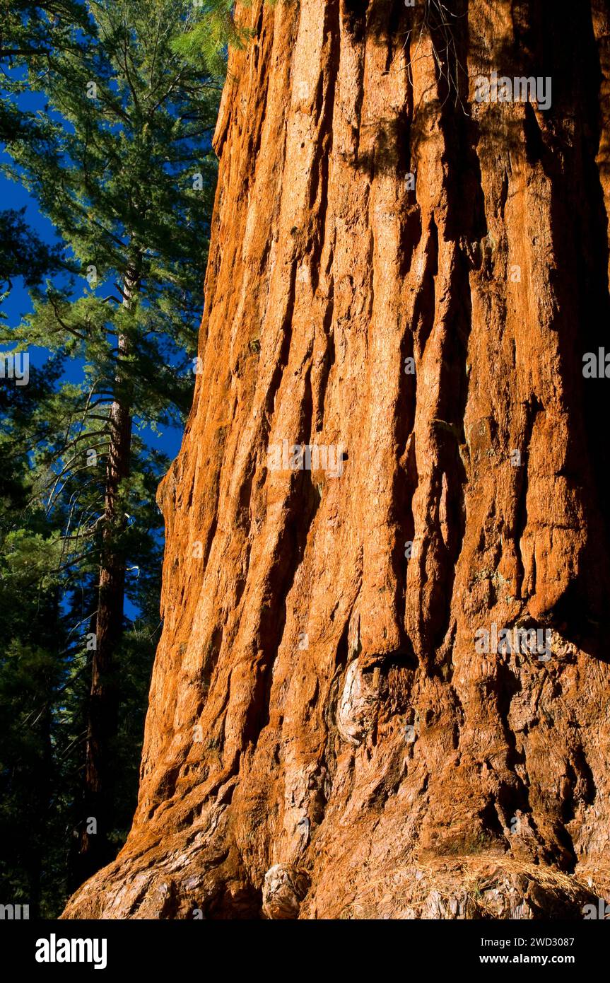 General Grant Tree, Kings Canyon National Park, California Stock Photo