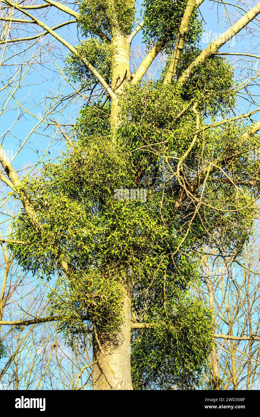 European Mistletoe (Viscum album) growing on Poplar trees - central France. Stock Photo