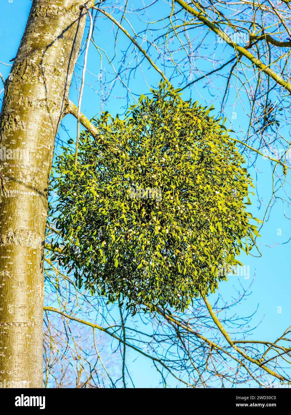 European Mistletoe (Viscum album) growing on Poplar trees - central France. Stock Photo