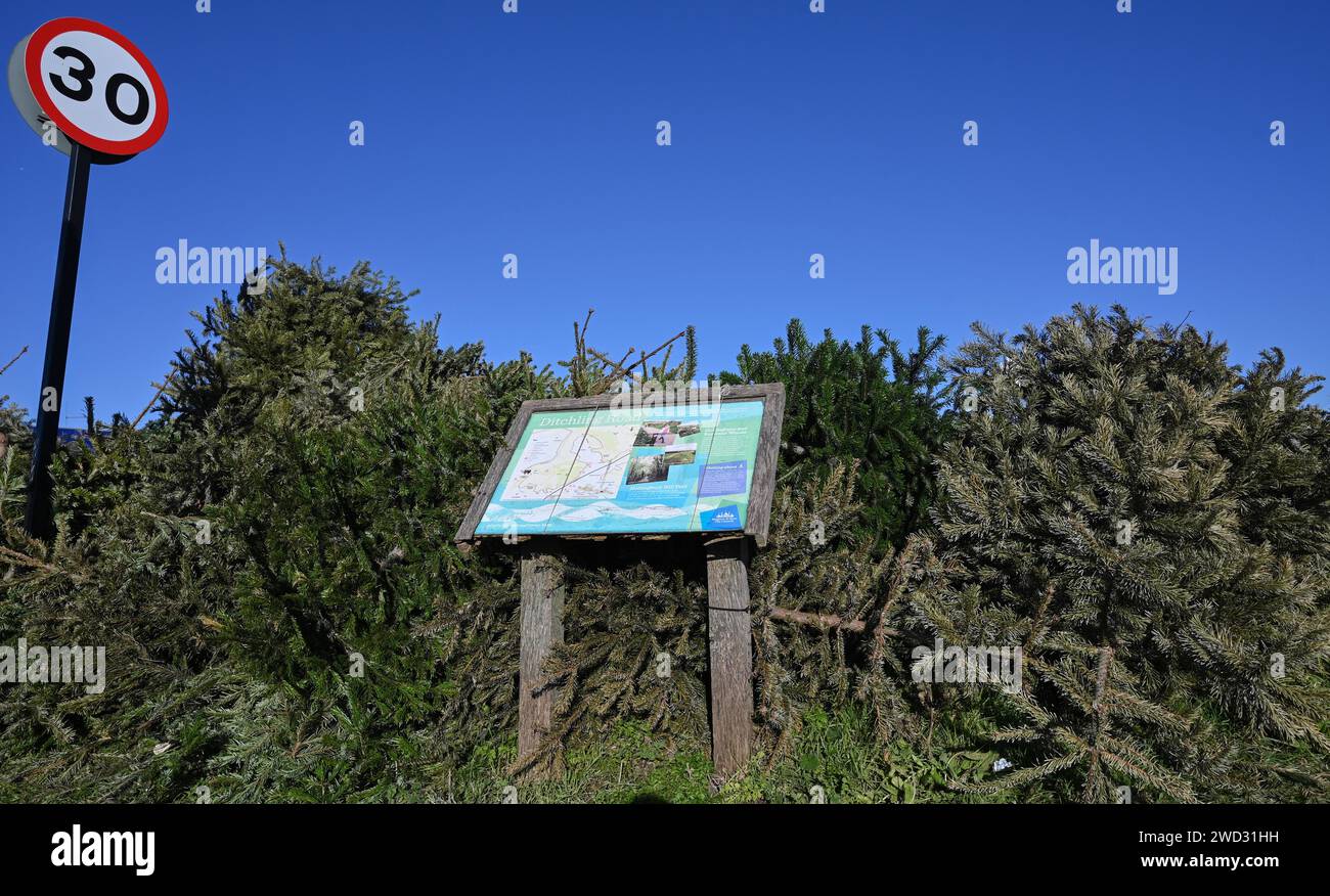 Brighton UK 18th January 2024 Piles of discarded Christmas trees at a