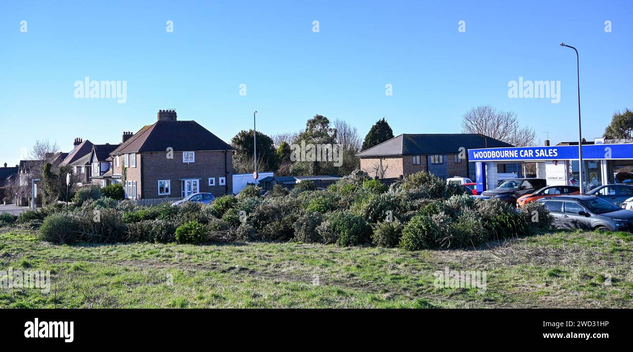 Brighton UK 18th January 2024 Piles of discarded Christmas trees at a
