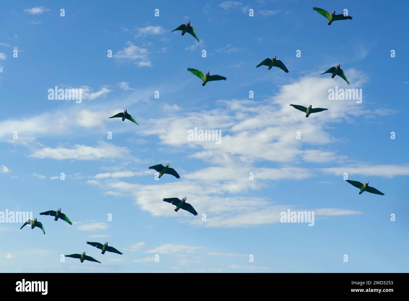 Flock of Blue headed Parrots, Pionus menstruus menstruus, Amazon Basin, Brazil Stock Photo