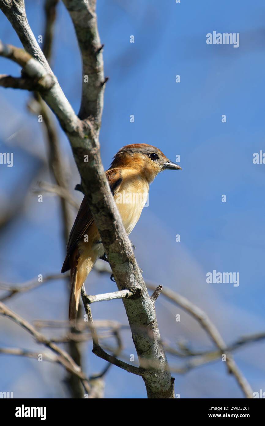Chestnut crowned Becard, Pachyramphus castaneus, Amazon Basin, Brazil ...