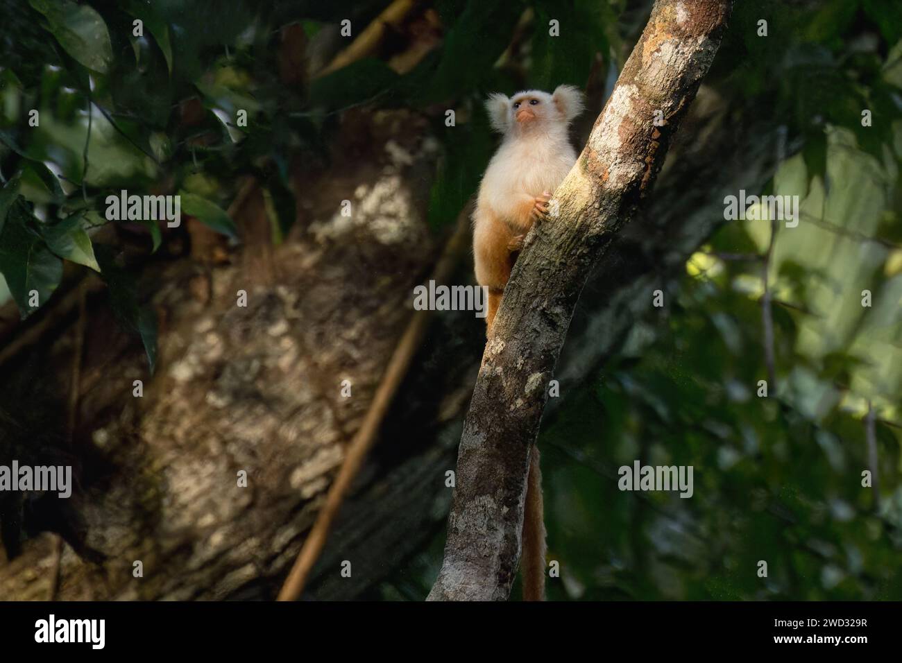 Golden white tassel ear marmoset, Mico chrysoleucos, Amazon basin, Brazil Stock Photo