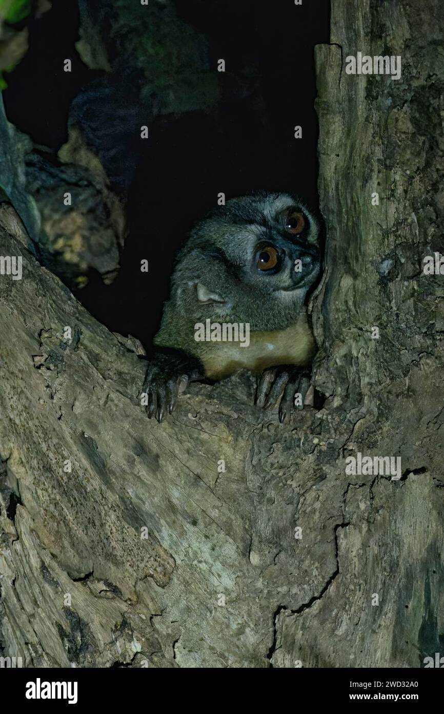 Spix's night monkey, Aotus vociferans, Amazon basin, Brazil Stock Photo
