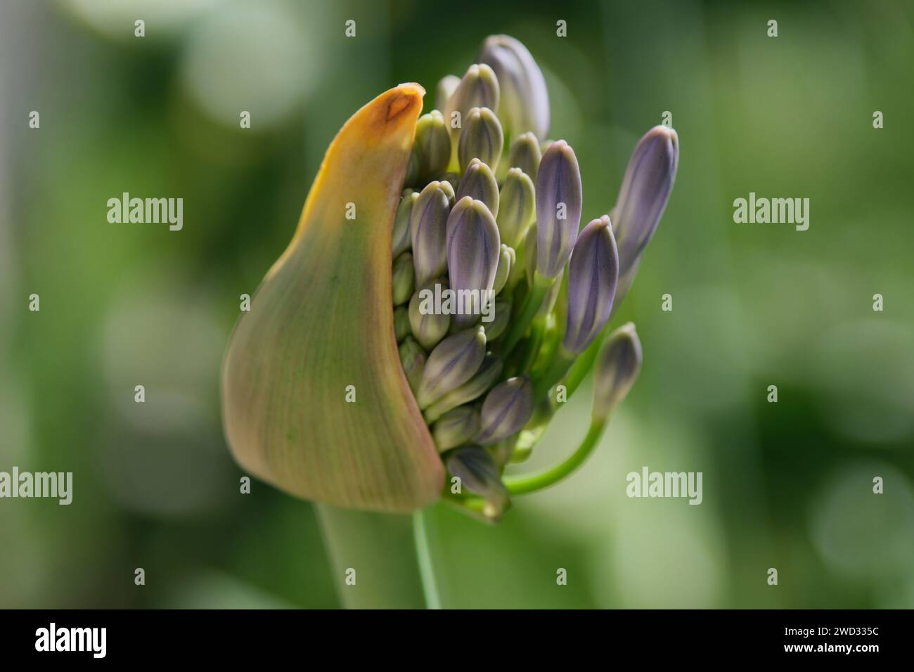 Close-up of a bud of Agapanthus africana (African lily) from which inflorescences with blue flowers appear Stock Photo