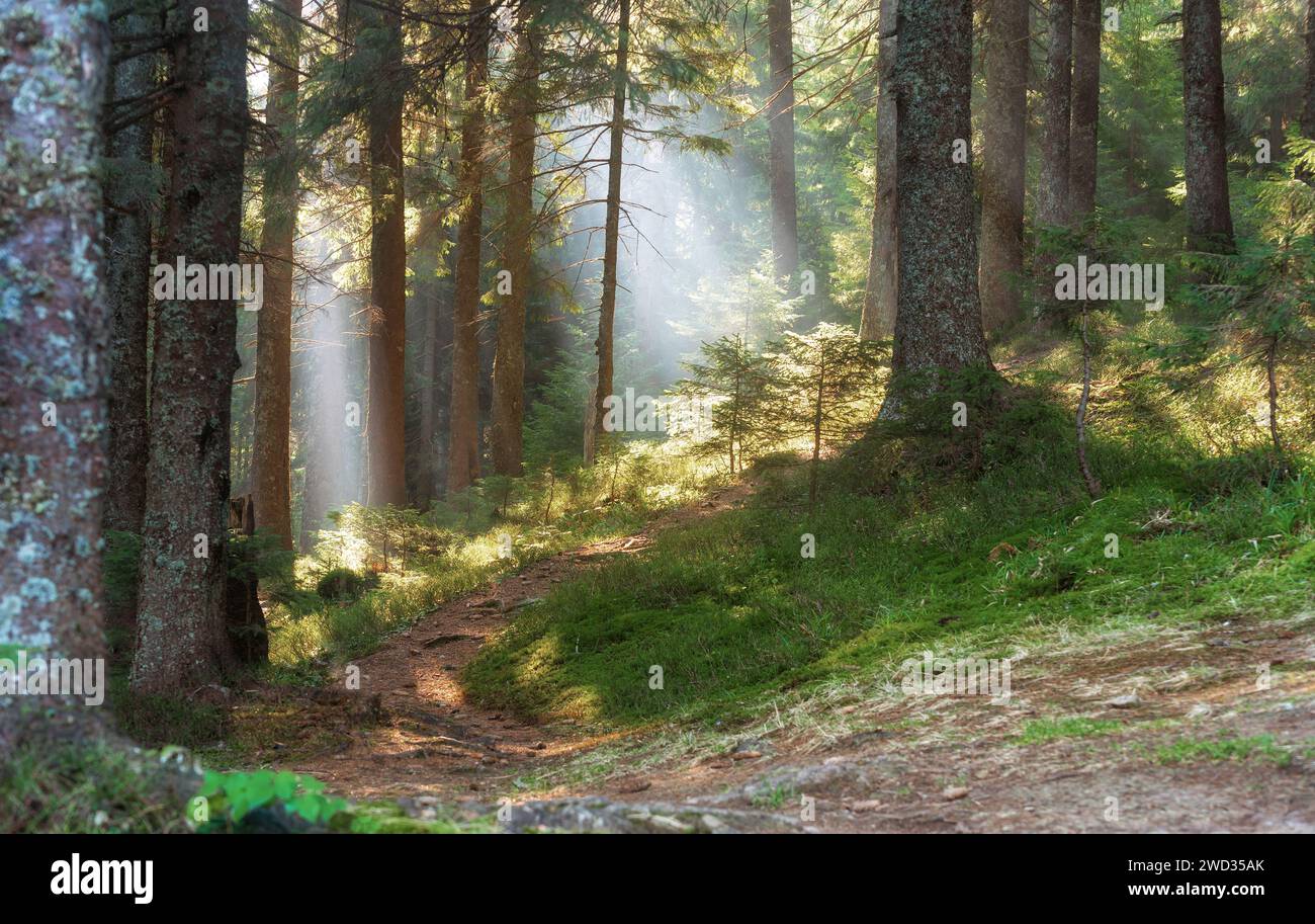 Beautiful forest landscape with sunbeams shining through the morning ...
