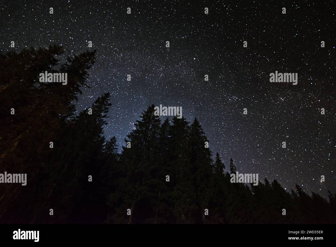 Starry night sky against a dark forest background. Beautiful night landscape. Stock Photo