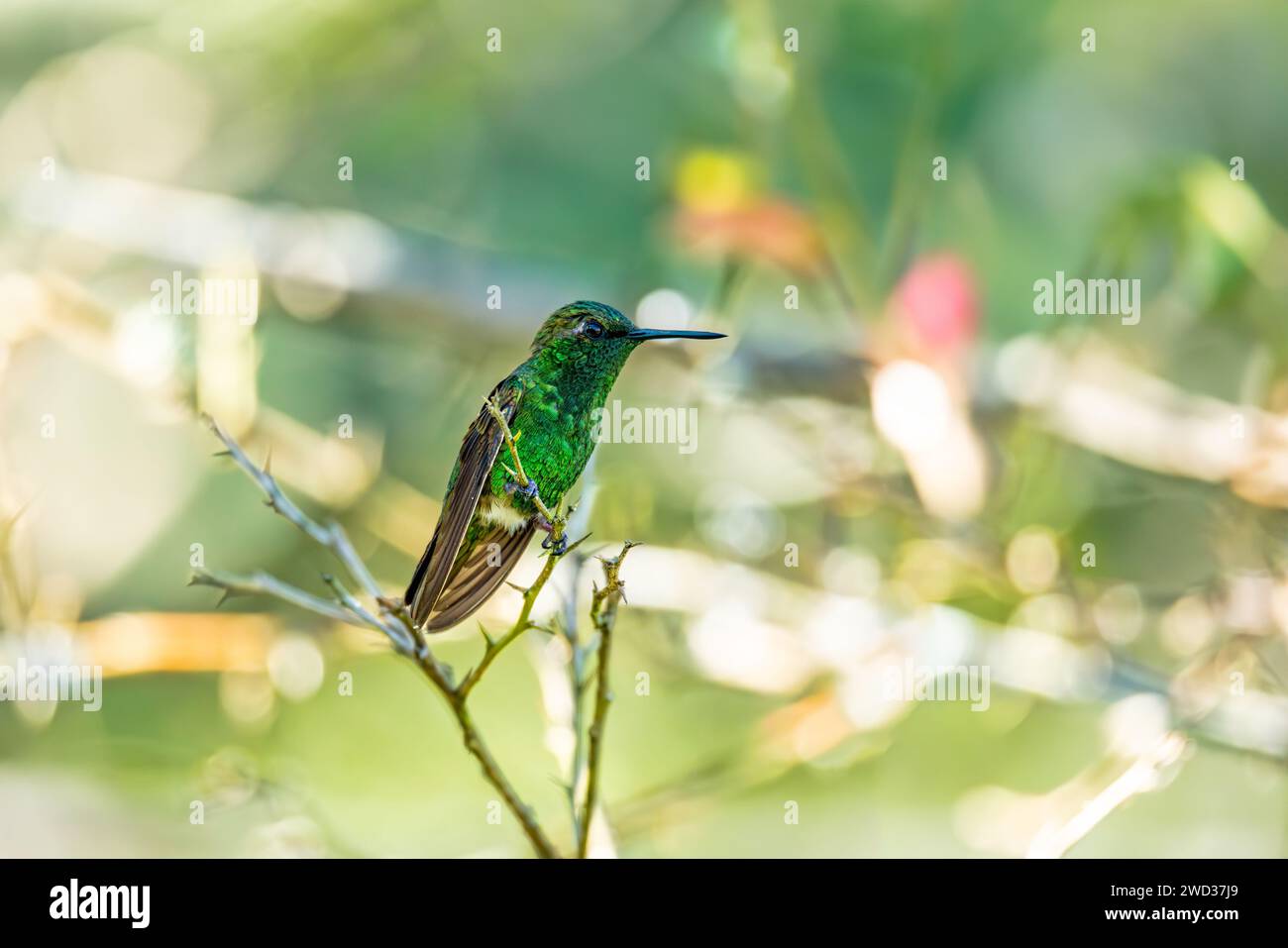 Western emerald (Chlorostilbon melanorhynchus), hummingbird species in emeralds, tribe Trochilini of subfamily Trochilinae. Minca, Sierra Nevada de Sa Stock Photo