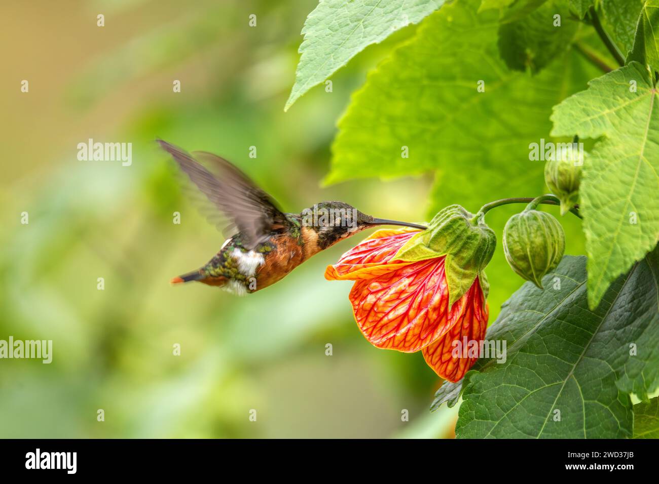 White-bellied woodstar (Chaetocercus mulsant), species of hummingbird in tribe Mellisugini, bee hummingbirds. Valle Del Cocora, Quindio Department. Wi Stock Photo