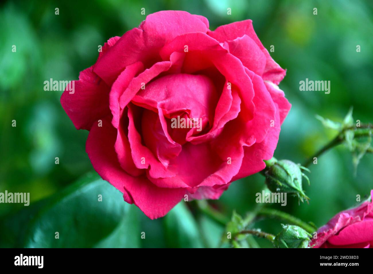 Red Rosa 'Paul's Scarlet' Climbing Rose Flower grown in the Borders at ...