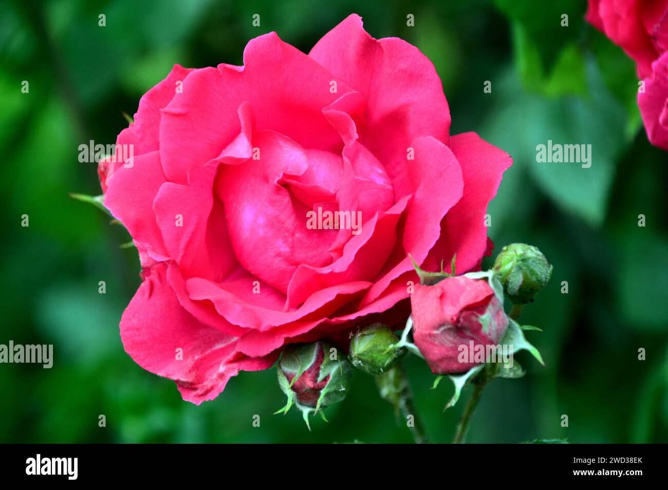 Red Rosa 'Paul's Scarlet' Climbing Rose Flower grown in the Borders at ...