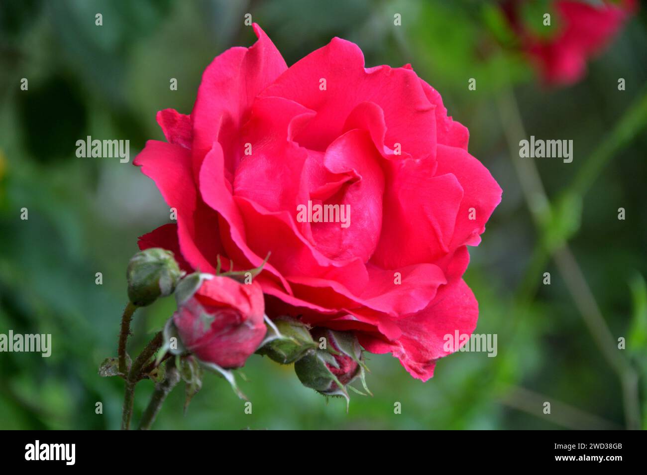 Red Rosa 'Paul's Scarlet' Climbing Rose Flower grown in the Borders at ...