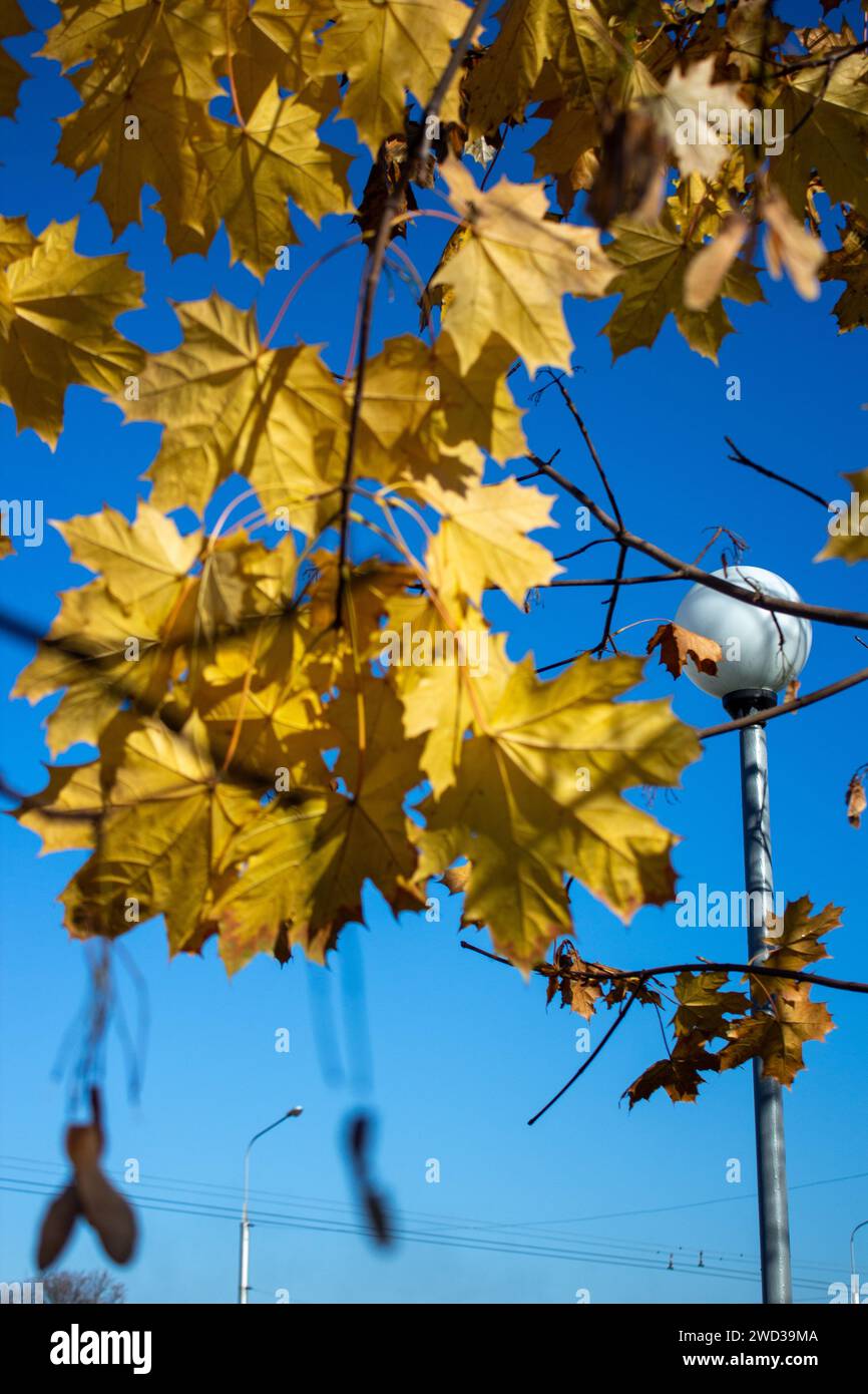 Golden autumn Stock Photo