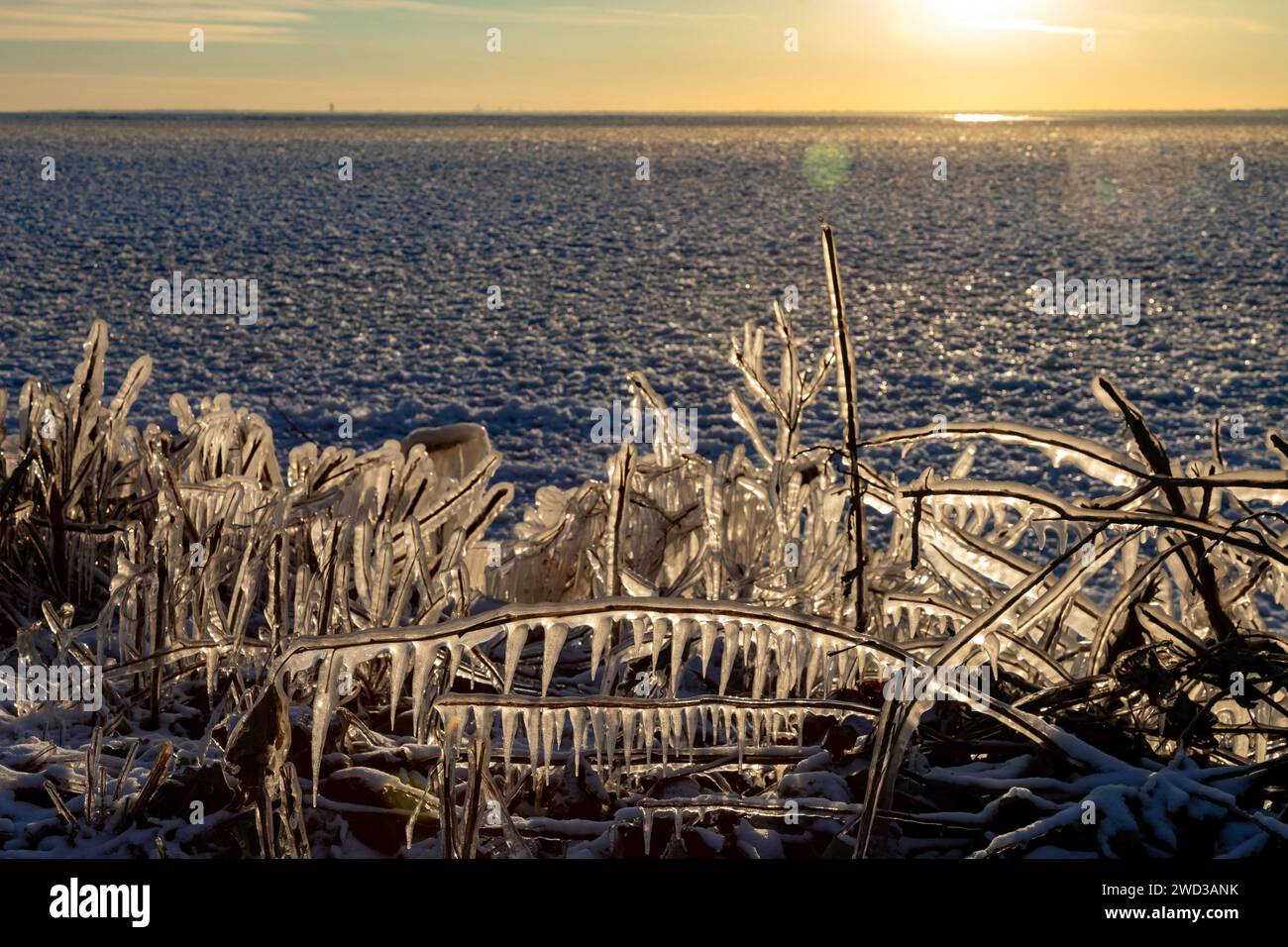 Harrison Twp., United States. 17th Jan, 2024. Harrison Twp, Michigan - Ice coated vegetation on the shore of Lake St Clair after a heavy rainstorm was followed by high winds and plummeting temperatures. Credit: Jim West/Alamy Live News Stock Photo