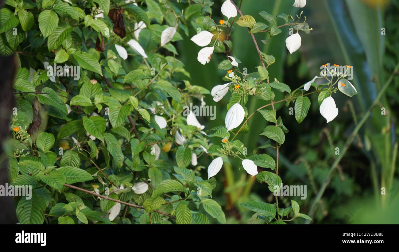 Mussaenda frondosa (Kingkilaban). According to scientific records, this plant is said to contain antioxidant effects Stock Photo