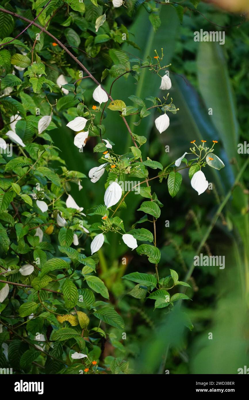 Mussaenda frondosa (Kingkilaban). According to scientific records, this plant is said to contain antioxidant effects Stock Photo