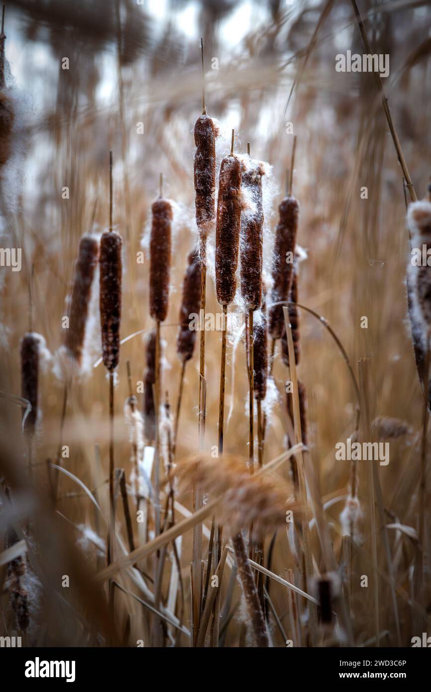Typhaceae, cattail family plants in wintertime in lake Balaton of Hungary Stock Photo