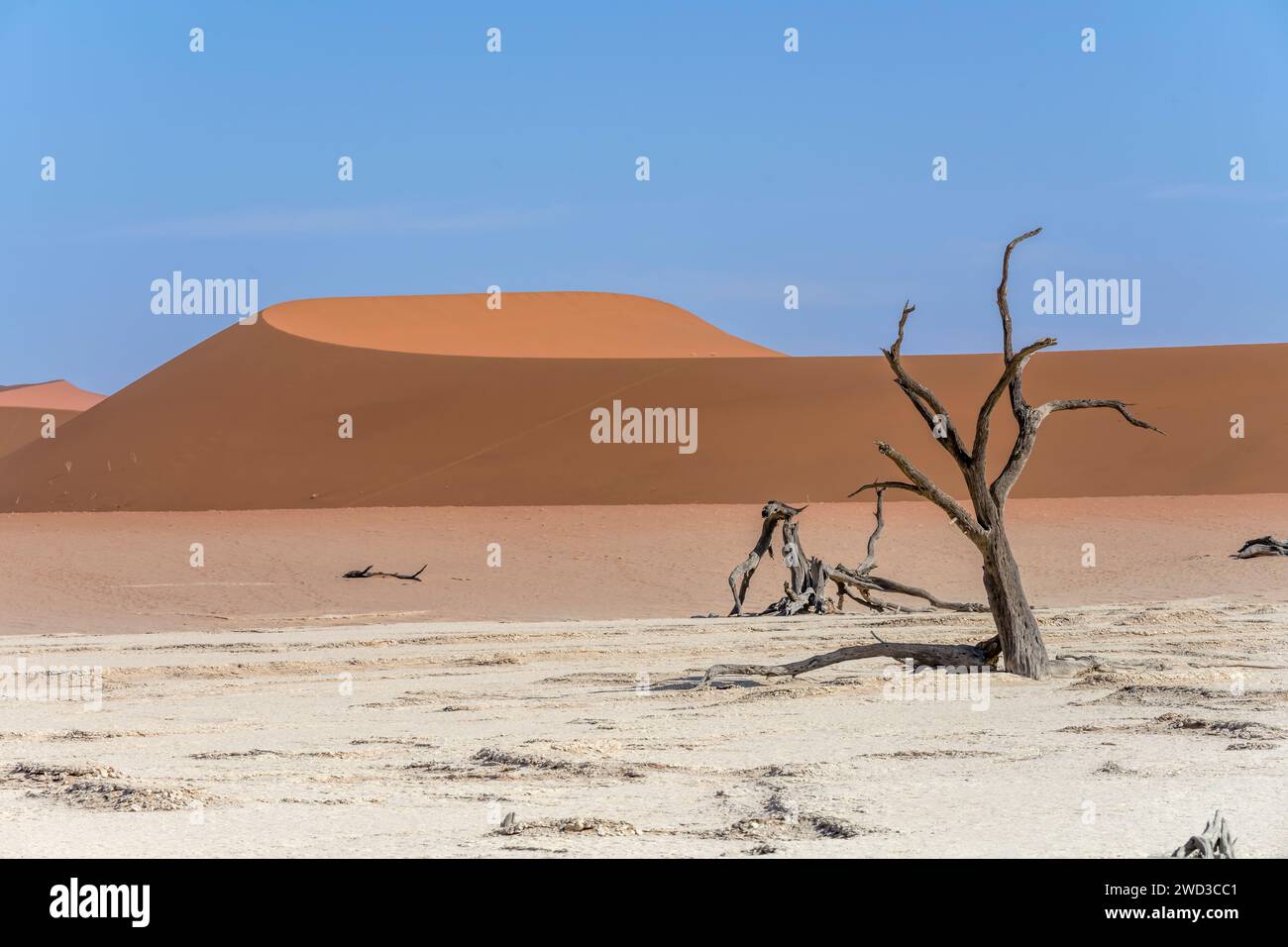 dry dead Camelhorn trees at pan with shades of red on dunes in background, shot in bright late spring light in Naukluft desert at Deadlvei, Namibia, A Stock Photo