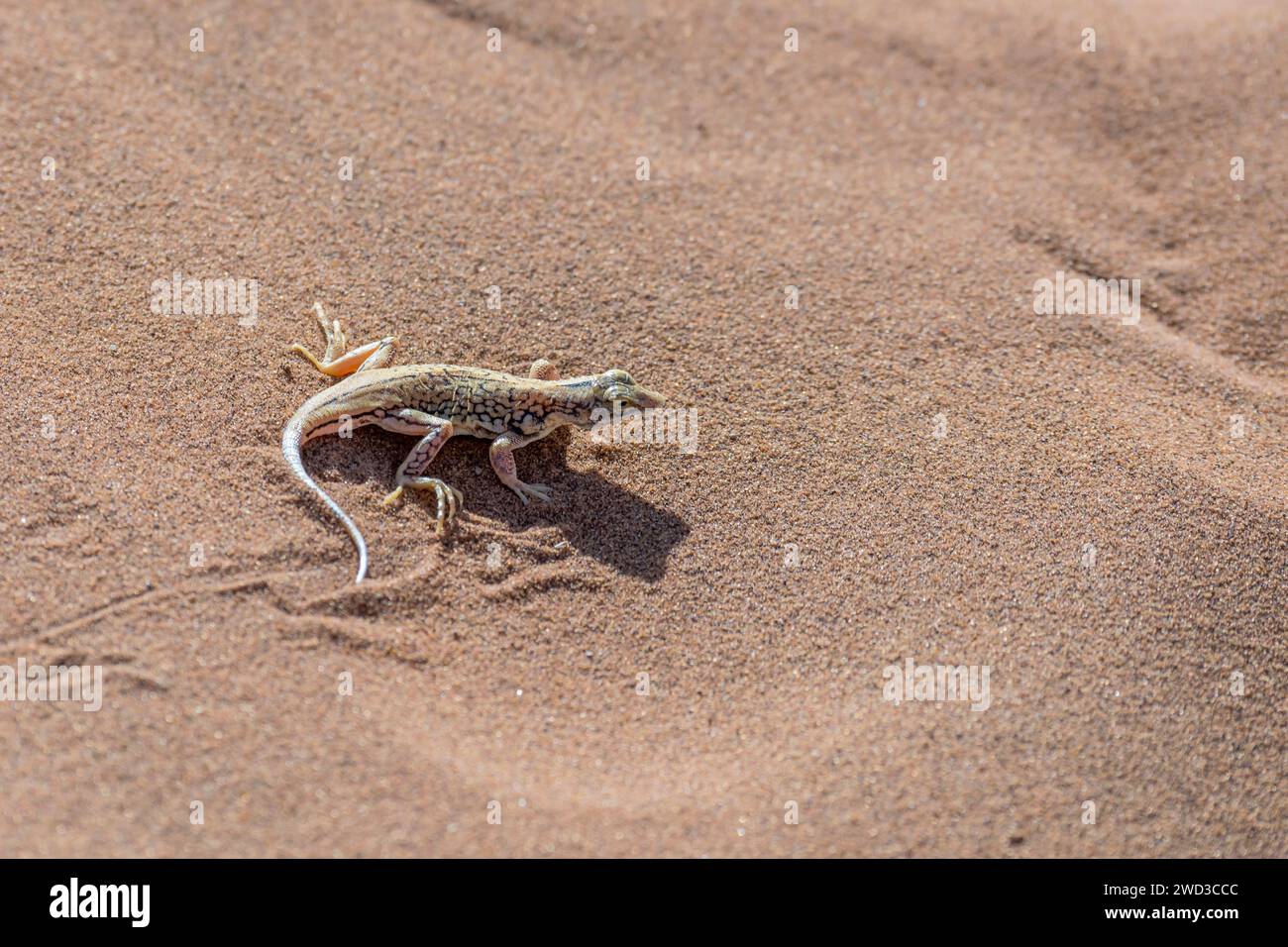 Pala snouted lizard hi-res stock photography and images - Alamy
