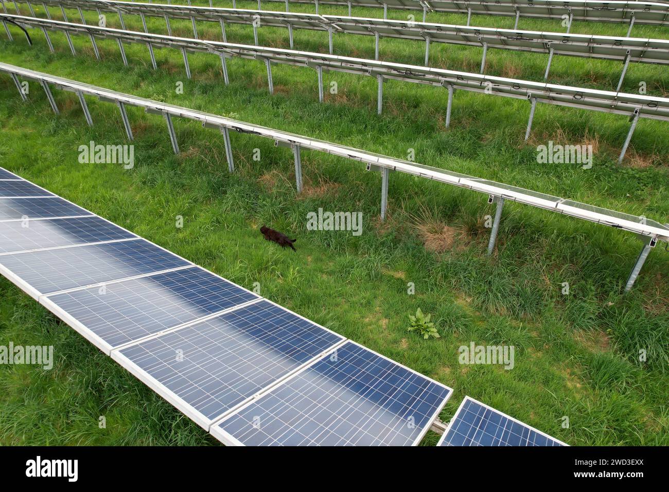 Modern solar power plant, photovoltaic panels green energy electricity