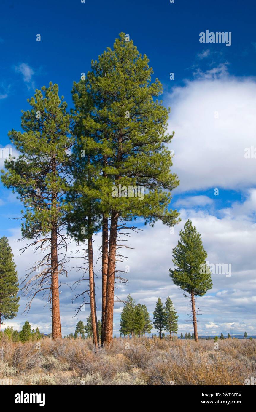 Ponderosa pine (Pinus ponderosa), Modoc National Forest, California Stock Photo