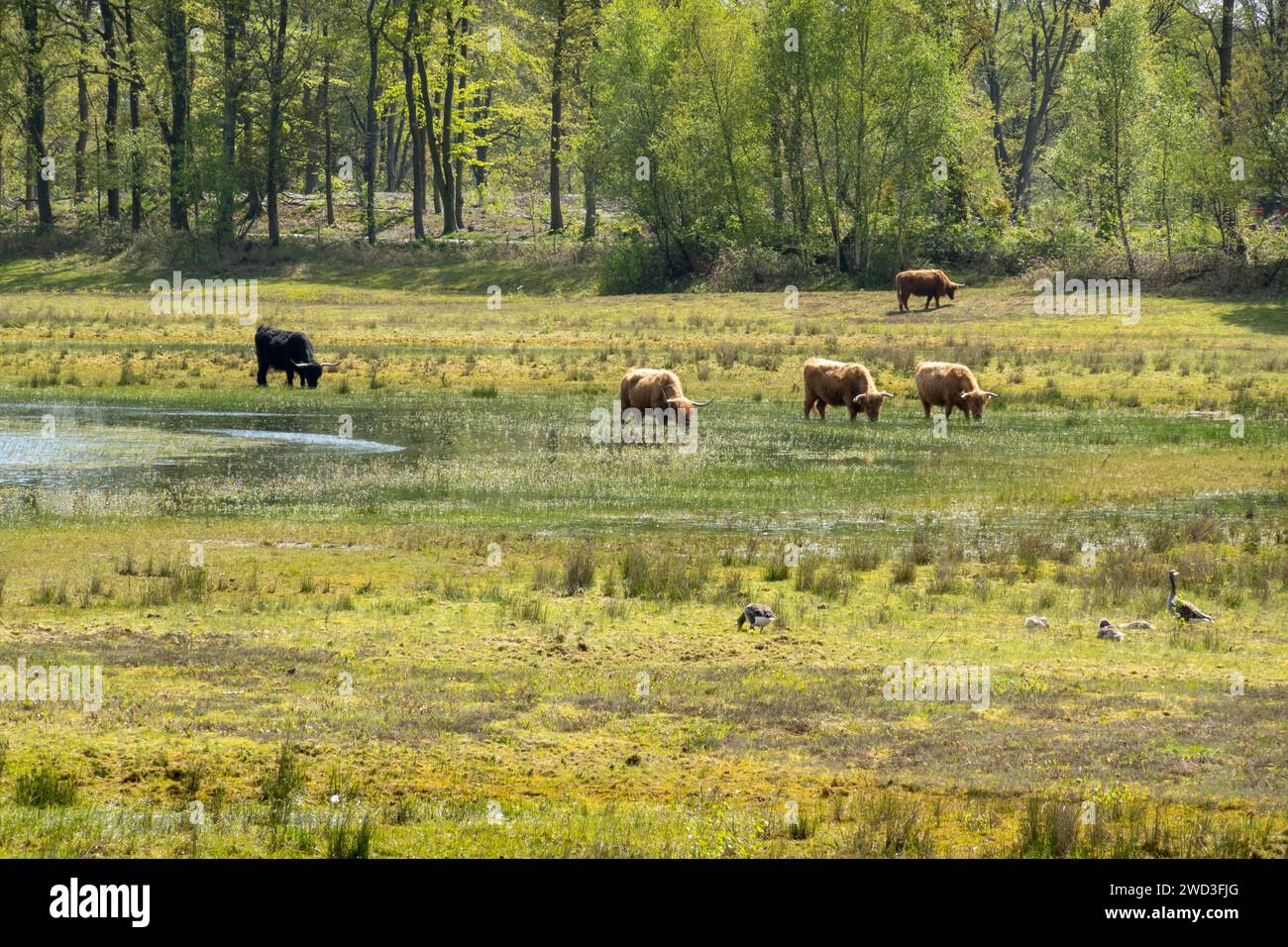 Herd of Scottisch Highland cows grazing near pond Laarder Wasmeer in nature reserve Goois Natuurreservaat, Hilversum, Noord-Holland, Netherlands Stock Photo