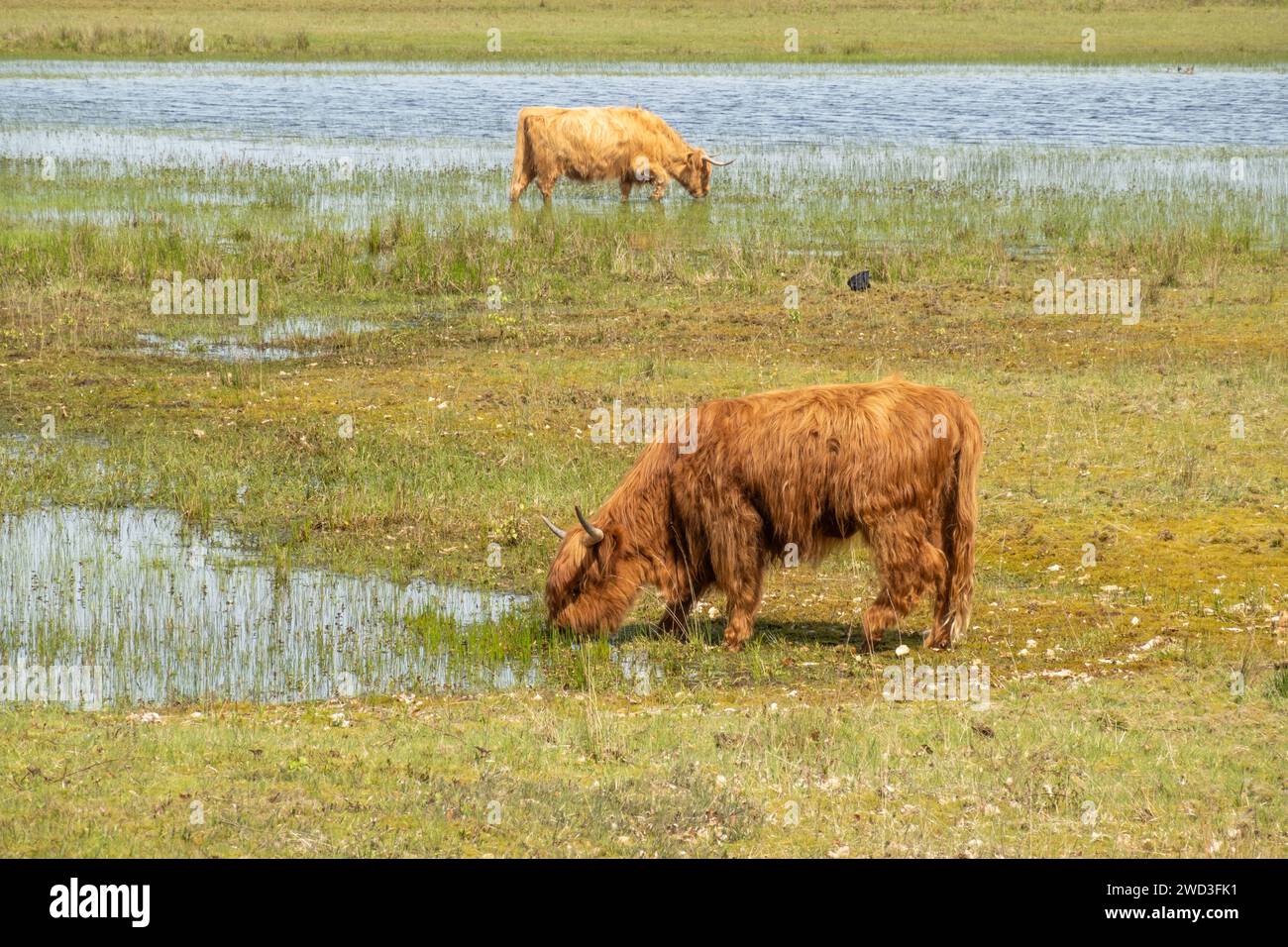 Two Scottisch Highland cows grazing near pond Laarder Wasmeer in nature reserve Goois Natuurreservaat, Hilversum, Noord-Holland, Netherlands Stock Photo