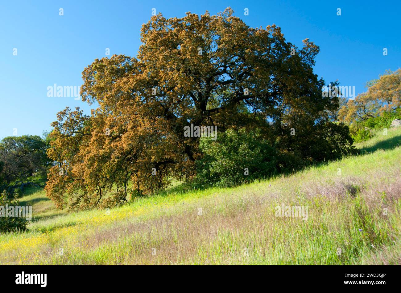 Escape to Paradise: Unveiling the Magic of Santa Rosa Plateau Ecological Reserve