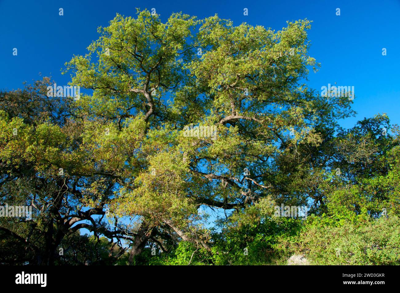Oak along Vernal Pool Trail, Santa Rosa Plateau Ecological Preserve, California Stock Photo