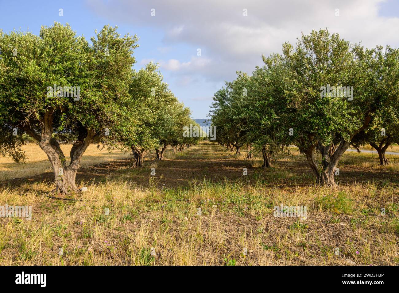 Greek olive tree orchard in spring. Kos island. Greece Stock Photo