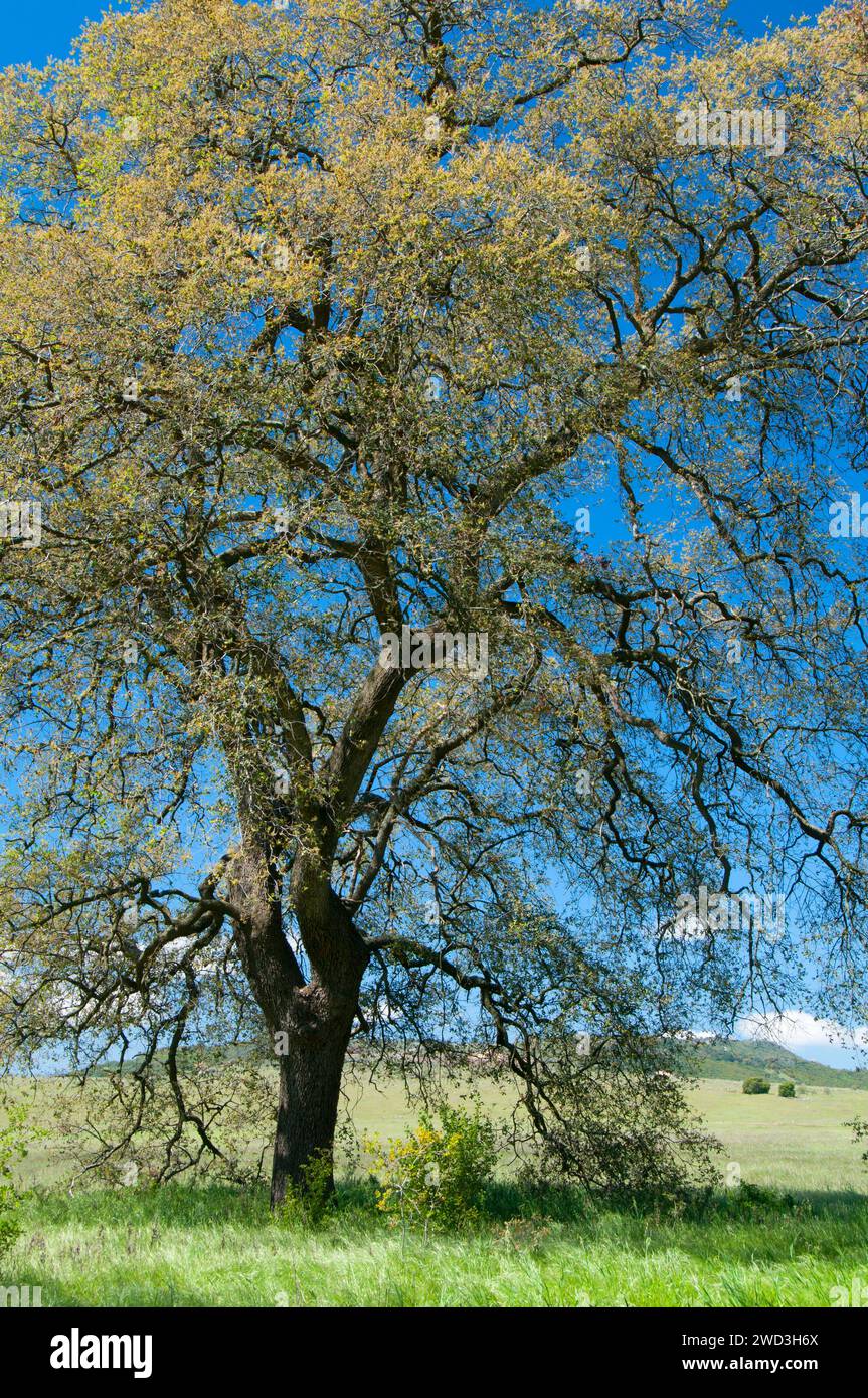 Oak along Trans Preserve Trail, Santa Rosa Plateau Ecological Preserve, California Stock Photo