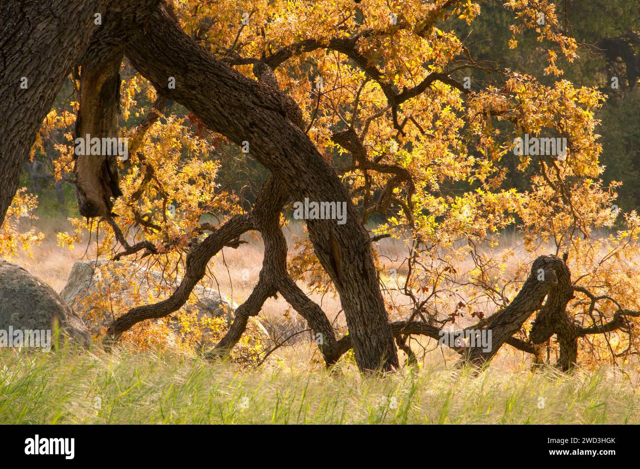 Oak along Oak Tree Trail, Santa Rosa Plateau Ecological Preserve, California Stock Photo