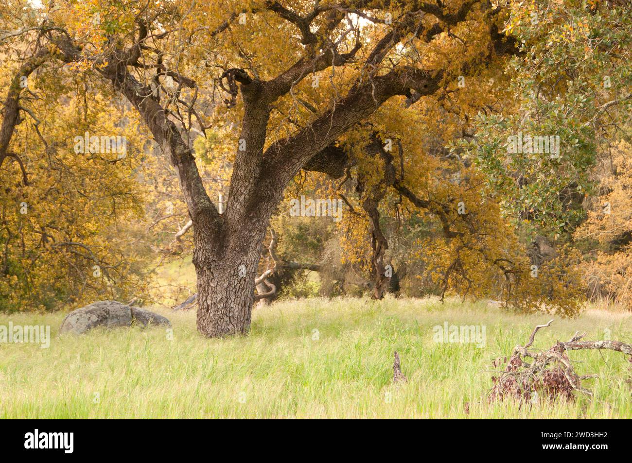Oak along Oak Tree Trail, Santa Rosa Plateau Ecological Preserve, California Stock Photo