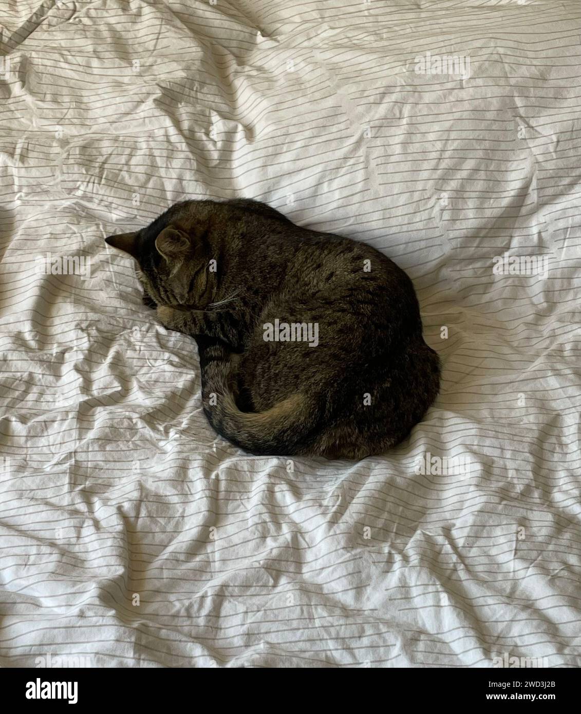 A cozy white comforter serves as the perfect bed for a peacefully