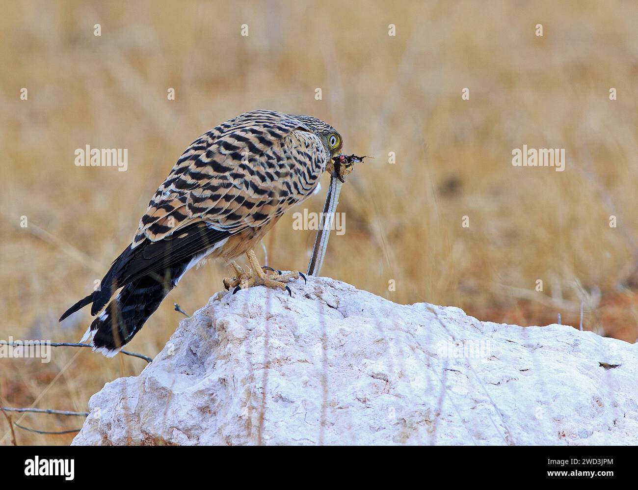 Greater Kestrel perched on a white boulder eating a snake Stock Photo