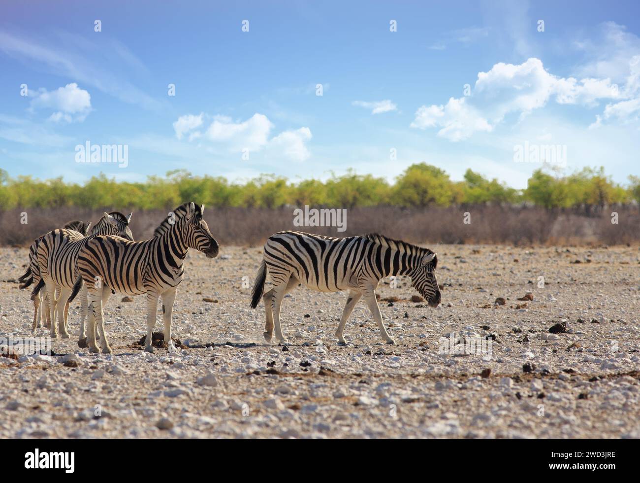 Three Common Burchell Zebra standing on the arid dusty African plains in Etosha, Namibia Stock Photo