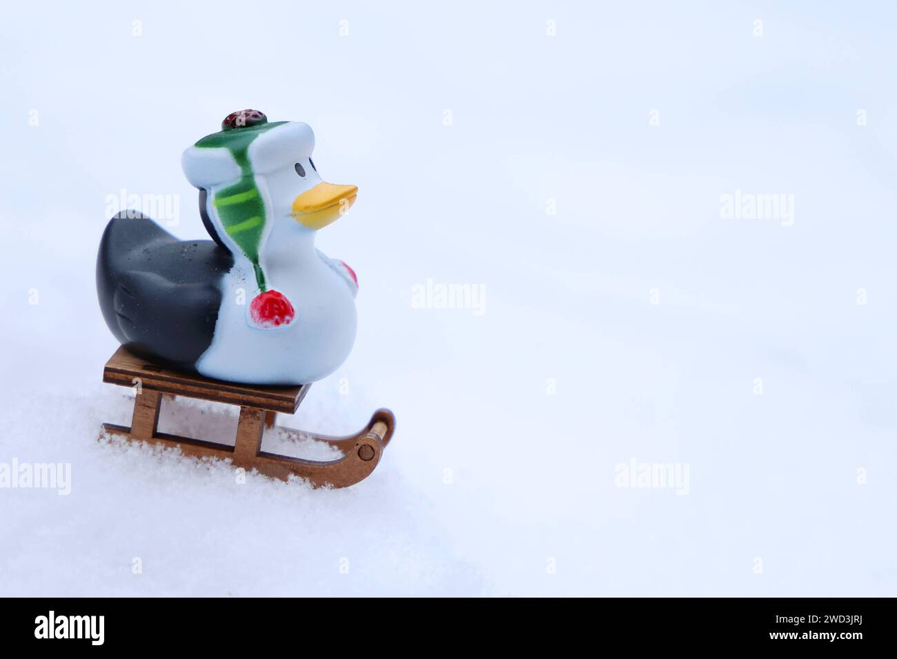 Winter 18.01.2024, Ostramondra, eine winterliche Quietscheente mit Muetze auf einem Schlitten im Schnee *** Winter 18 01 2024, Ostramondra, a wintry squeaky duck with a hat on a sledge in the snow Stock Photo