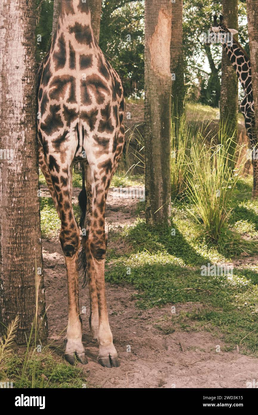 giraffe legs Stock Photo