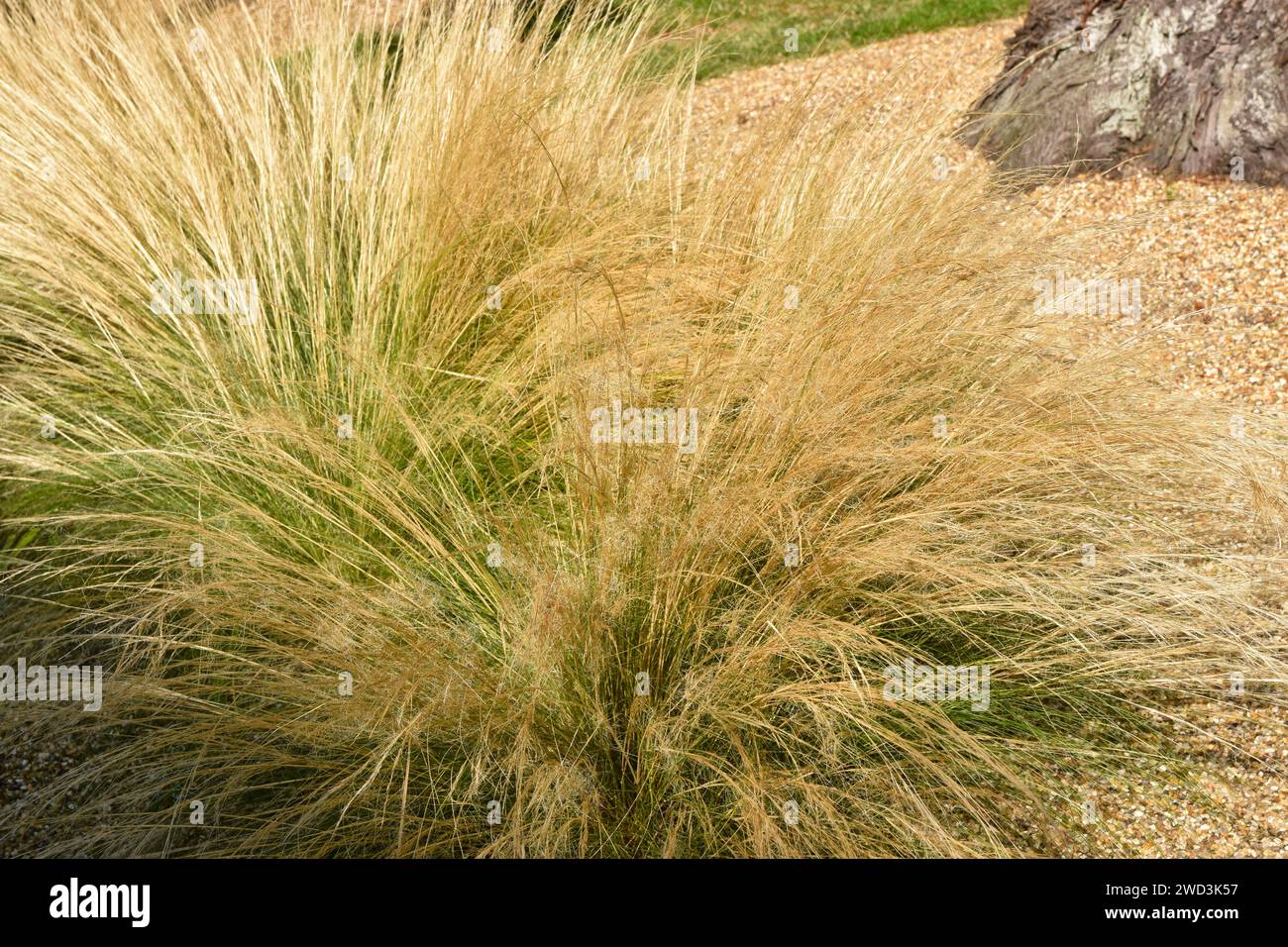 Grasses gravel garden hi-res stock photography and images - Alamy