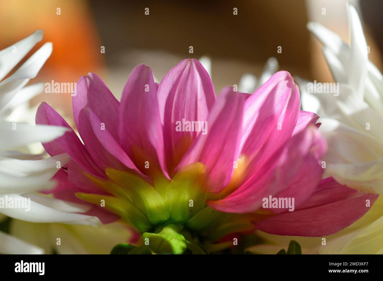 Dahlias arrangement hi-res stock photography and images - Alamy